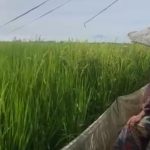 Ketika Tikus Tak Lagi Takut pada Manusia