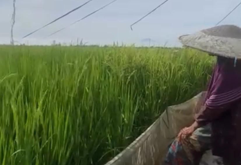 Ketika Tikus Tak Lagi Takut pada Manusia