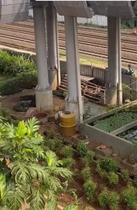 Berkebun di Bawah JPO JIS