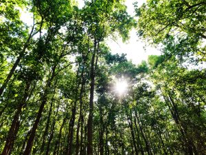 Sebuah Gagasan: Mengubah Tanah Wakaf Menjadi Hutan, Kebun, dan Sumber Energi Berkelanjutan